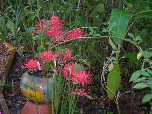 Lycoris Radiata Red Spider Lily   You will recceive10 Large Bulbs