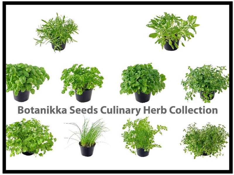 Make Your Own Herb Seed Collection Kitchen Cooking Culinary Garden .99 