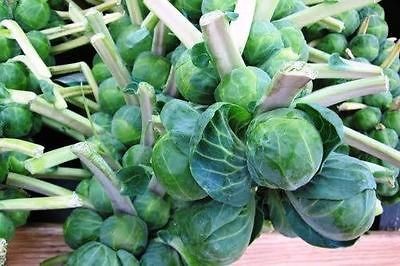 BRUSSEL SPROUTS, Long island Improved NON HYBRID NON GMO HEIRLOOM 