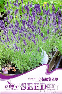 Lavender Seeds Bright Purple Color Pleasant Lovely 20 Grass Seeds