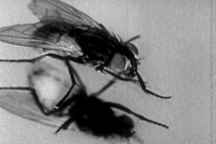 Historic Fly Life Cycle Diptera Larva Pupae Film DVD