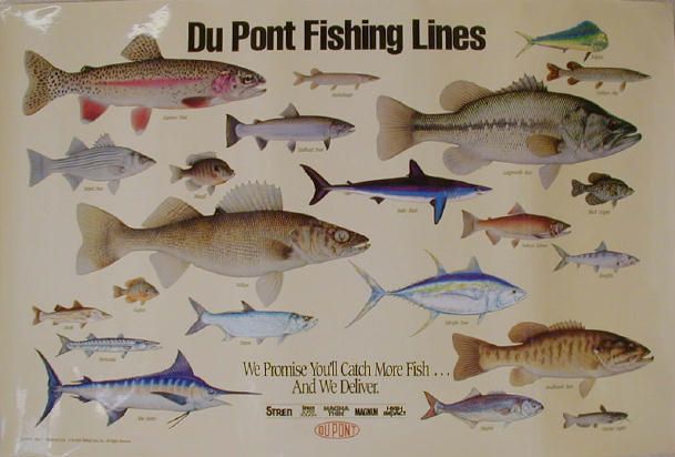 Fish of North America 29 Posters Trout Salmon Maynard Reece Schmidts
