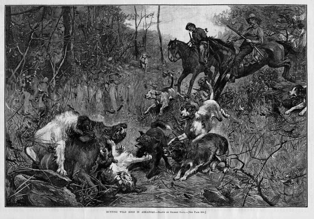 Dogs Horses Hunting Wild Hogs in Arkansas Hog Hunting