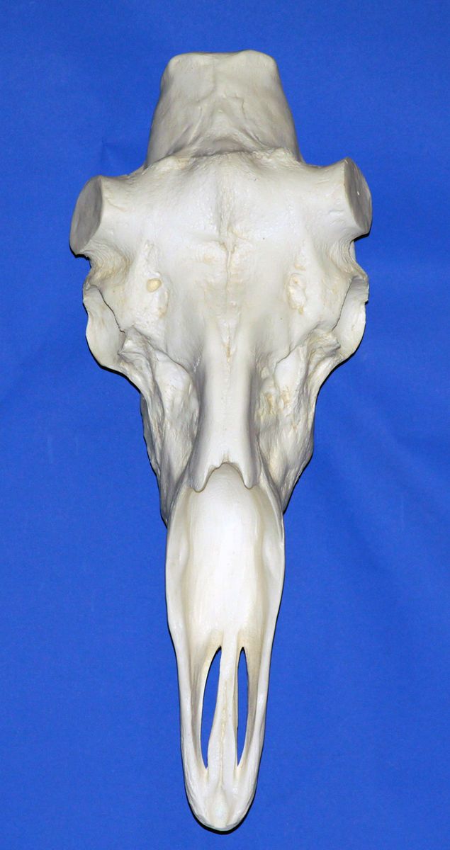 European Moose Skull Mount Taxidermy
