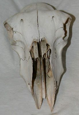 Real Sheep Skull Bones Taxidermy Skeleton Anatomy Medical Dissect #3